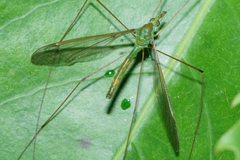 Leptotarsus holochlorus