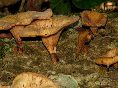 Lentinus sajor-caju