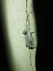 Lepidoptera