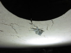 Lepidoptera