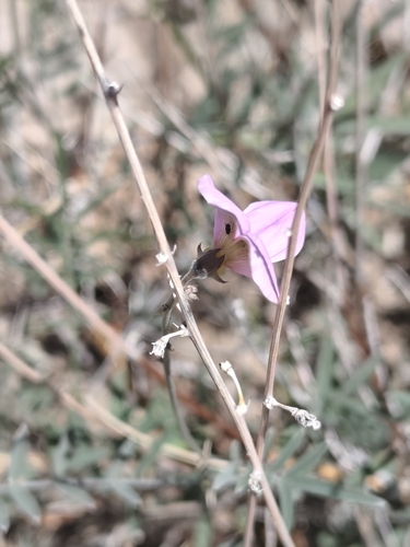 Palmer's Hoary-Pea (Tephrosia palmeri)