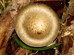 Lentinus sajor-caju