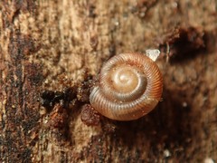Discus rotundatus