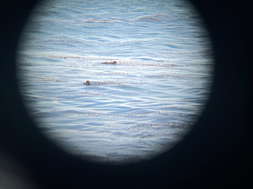 Southern Sea Otter observed by deersears