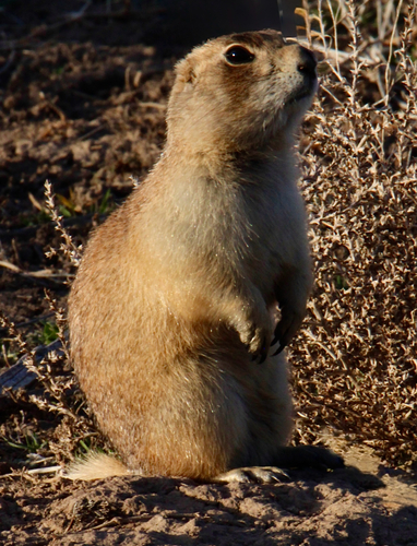 Utah Prairie Dog observed by cjrowley