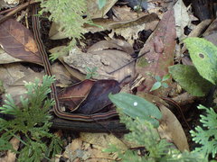 Oligodon octolineatus