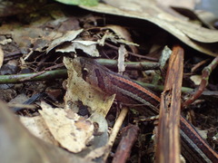 Oligodon octolineatus