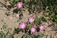 Convolvulus chinensis