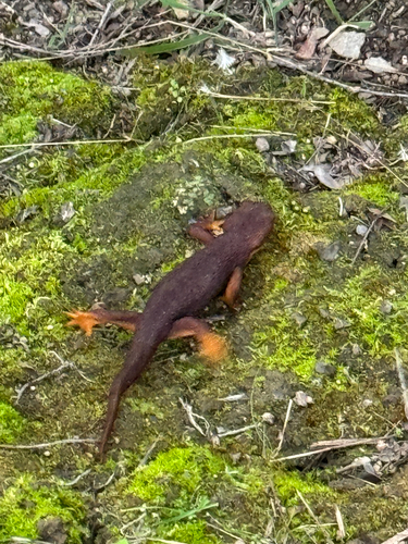 iNaturalist observation photo of Pacific Newts