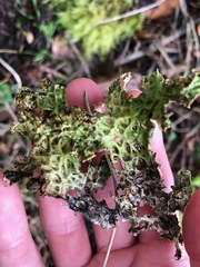 Lobaria pulmonaria