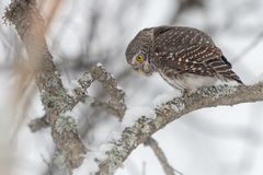 Glaucidium passerinum