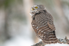 Glaucidium passerinum