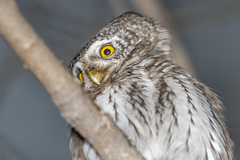 Glaucidium passerinum