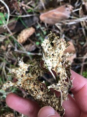 Lobaria pulmonaria