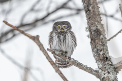 Glaucidium passerinum