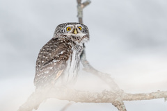 Glaucidium passerinum