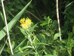 Jacobaea paludosa lanata