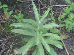 Jacobaea paludosa lanata