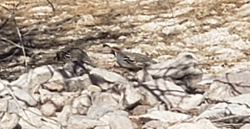 Gambel's Quail observed by salmonadder