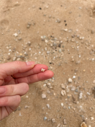 Peristernia chlorostoma observed 2026-02-09