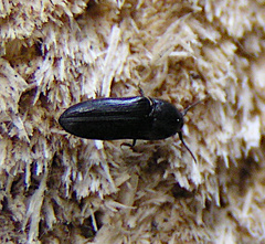 Eucnemis