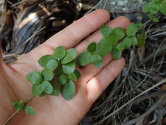 Coprosma neglecta
