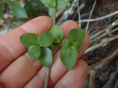 Coprosma neglecta
