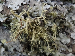 Ramalina geniculata