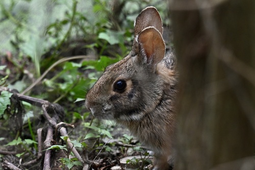 Swamp Rabbit observed by tx_herper