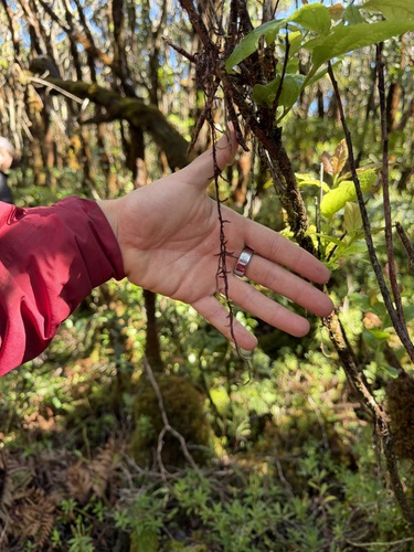 Aerobryopsis longissima observed 2026-02-25