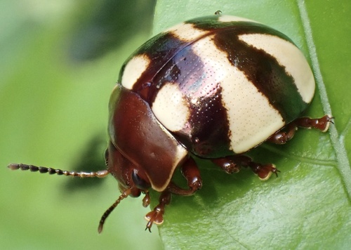 Platyphora angulata