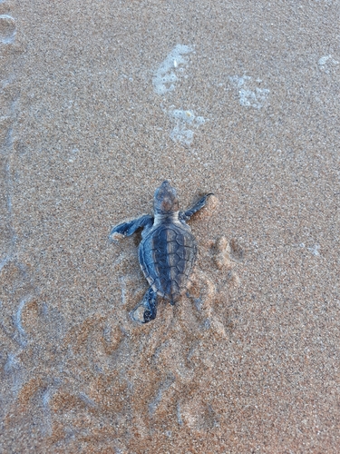 Caretta caretta