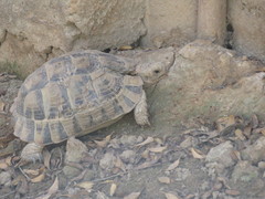 Testudo graeca