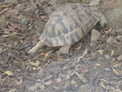 Testudo graeca