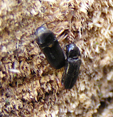 Eucnemis