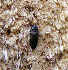 Eucnemis