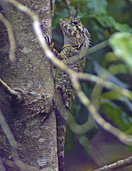 Lophosaurus spinipes