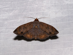 Mecodina lanceola