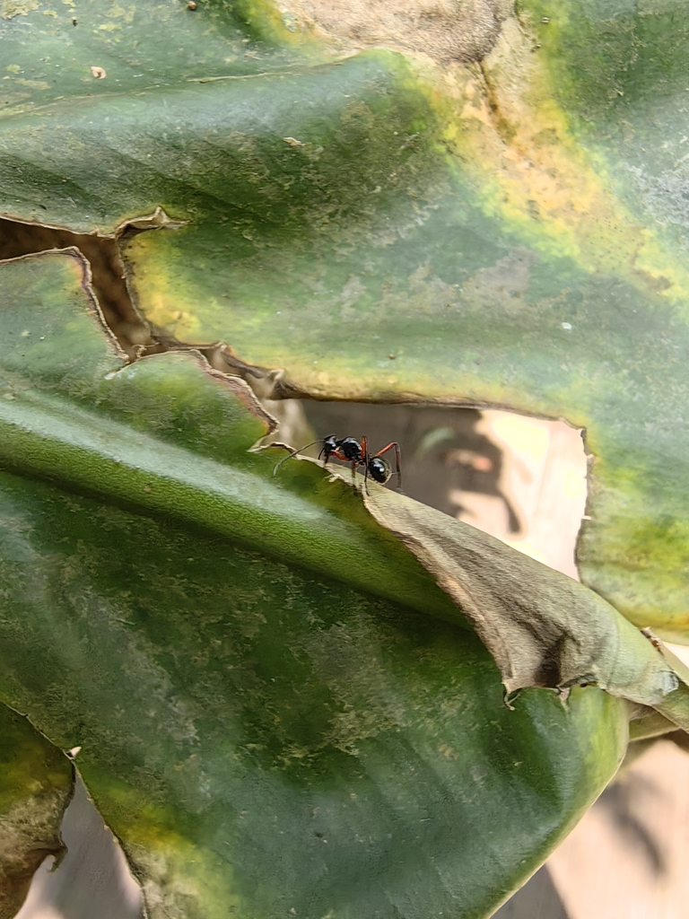 Polyrhachis Ratellata Polyrhachis rastellata from 云南省普洱市思茅区倚象镇大尖山 on March 1, 2026 at 11:52 ...