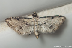 Sufetula