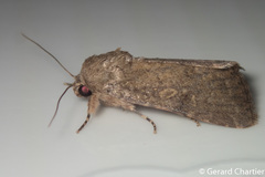 Spodoptera pecten