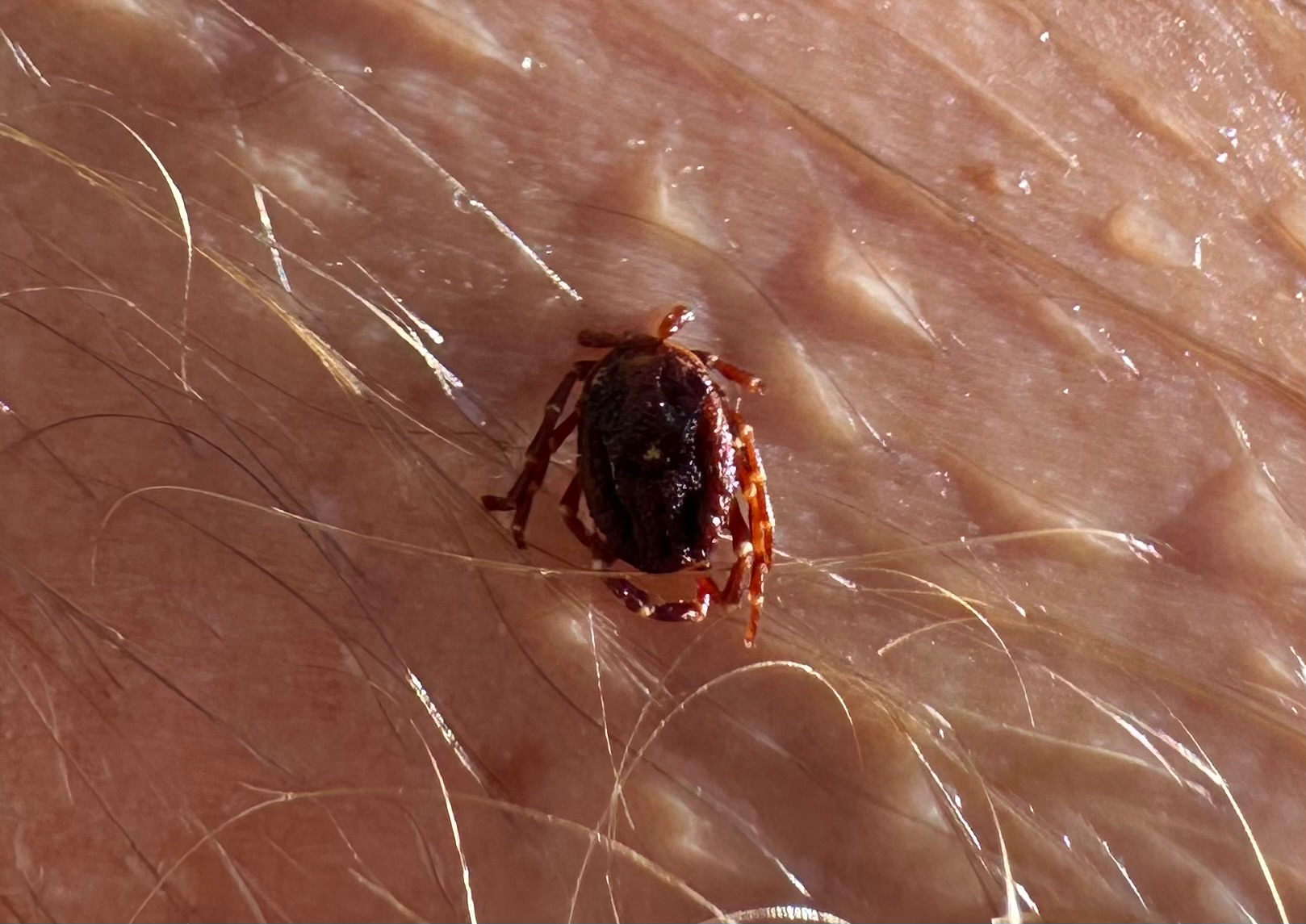 Amblyomma triguttatum Koch, 1844