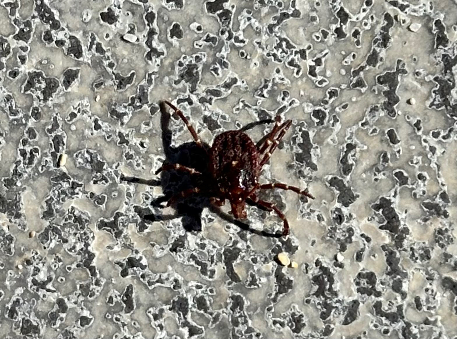 Amblyomma triguttatum Koch, 1844