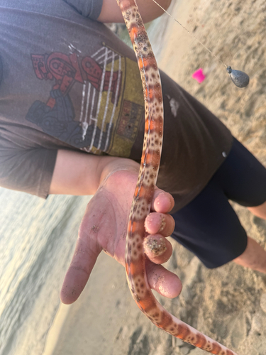 Redsaddled snake eel (Quassiremus nothochir) — Ophichthidae — 2