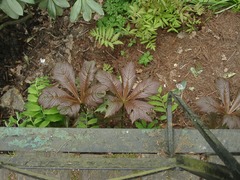 Rodgersia podophylla