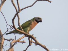 Psittacula alexandri fasciata