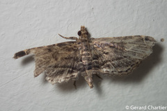 Sufetula
