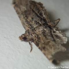 Sufetula