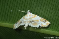 Musotima