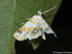 Musotima